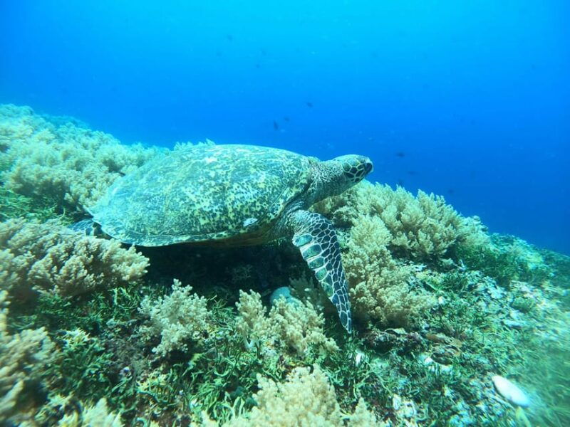 gili-island-tour-group-share-snorkeling-3-gili-island