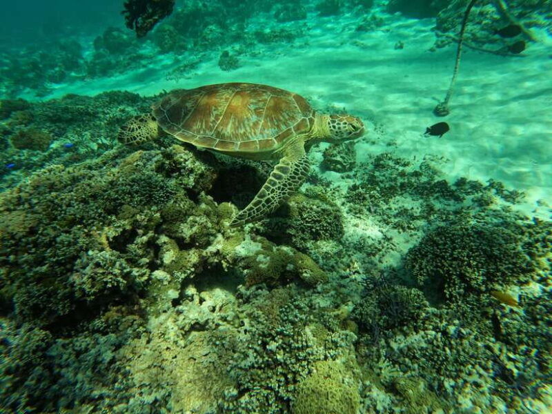 gili-islands-snorkeling-day-trip-with-private-speedboat