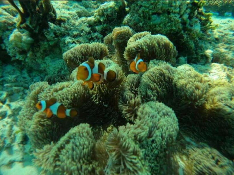 gili-meno-private-snorkeling-3-4-spot-with-gopro-camera