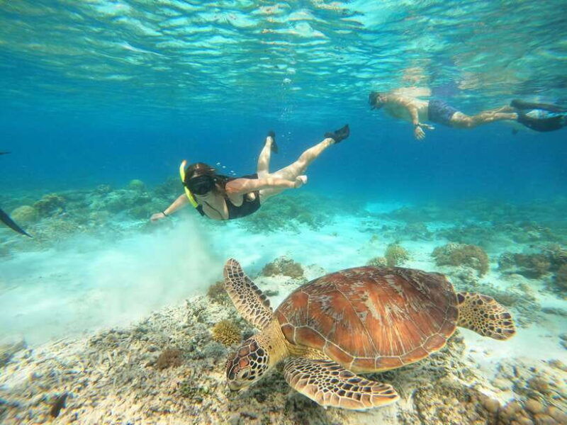 gili-trawangan-private-snorkeling-coral-statues-turtles