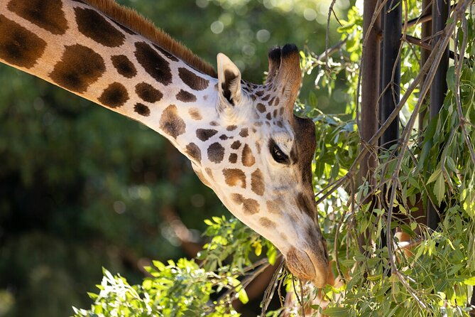 Giraffe Experience at Melbourne Zoo - excl. entry - Key Points