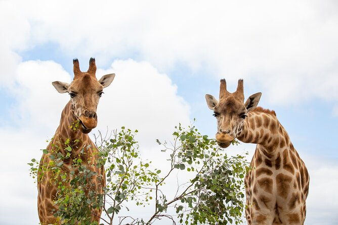 Giraffe Experience at Werribee Open Range Zoo - excl. entry - Introduction: A Unique Giraffe Encounter at Werribee Open Range Zoo