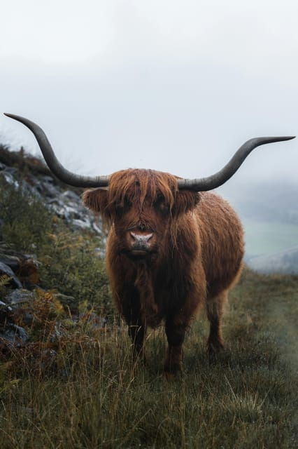 glasgow-shore-excursion-incl-loch-lomond-and-the-trossachs