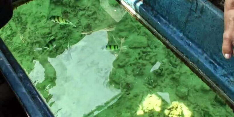 glass-bottom-boat-ride-in-trincomalee