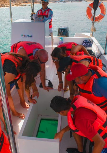 glass-bottom-boat-whale-watching