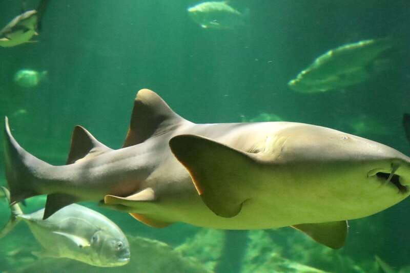 guadalajara-ticket-to-michin-aquarium