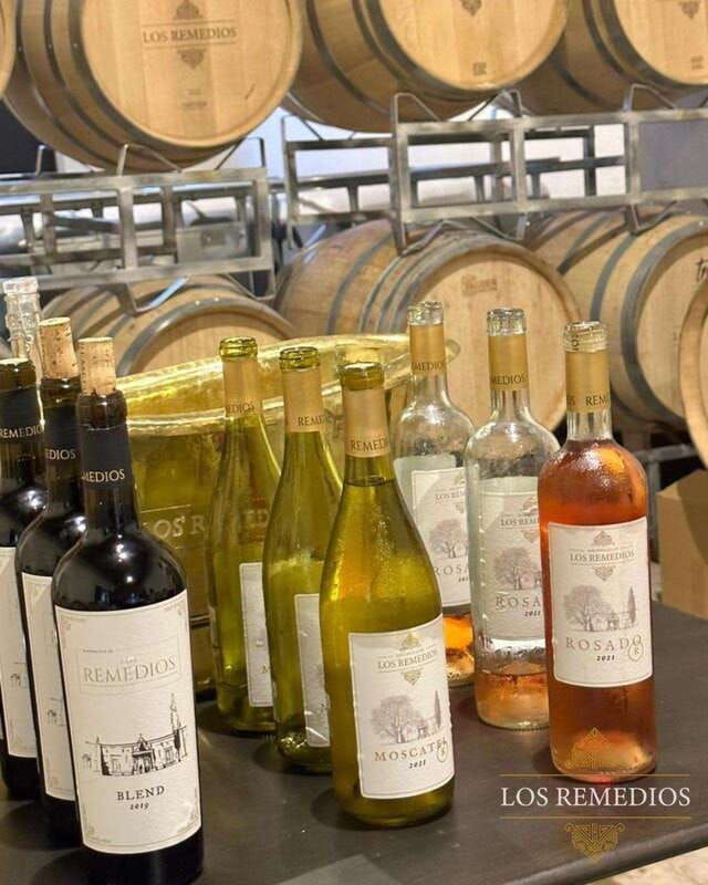 guanajuato-the-remedios-vineyard