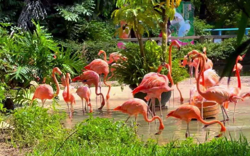 guangzhou-chimelong-birds-park-ticket-for-adult