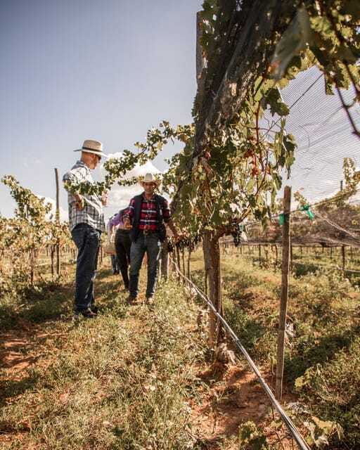 guided-tour-with-tasting-at-vinedo-los-arcangeles