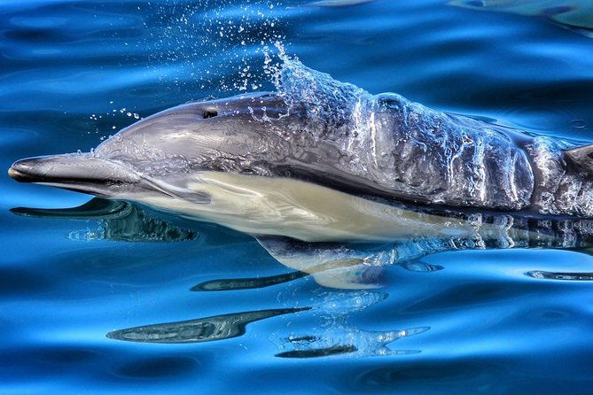 Half Day Dolphin Watching Cruise (Departing from Rotorua) - Exploring the Half Day Dolphin Watching Cruise from Rotorua