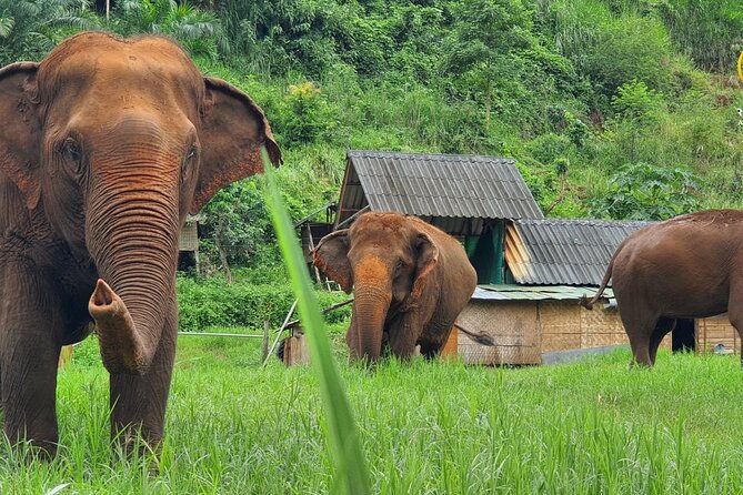 Half-Day Elephant Experience at Rantong - Key Points  