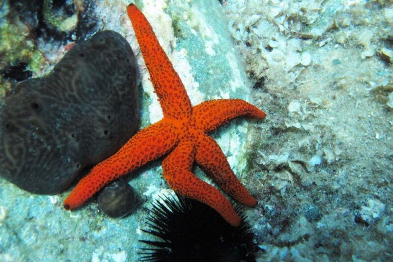 halkidiki-kassandra-scuba-beginner-diving-class