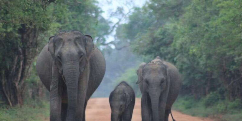 hambantota-port-cruise-yala-wildlife-safari-6-hours