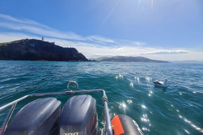 Harbour, Albatross and Wildlife Cruise on Otago Harbour - Exploring the Otago Harbour with the Harbour, Albatross and Wildlife Cruise