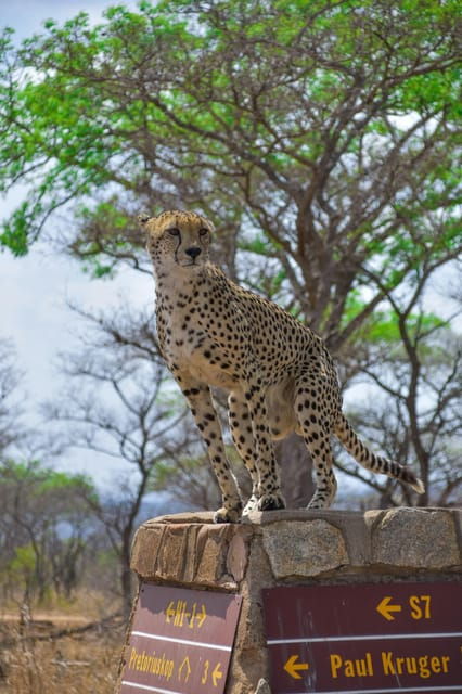 hazyview-kruger-national-park-full-day-safari