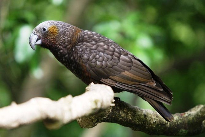 Hike New Zealand's finest forest - Whirinaki forest - Key Points