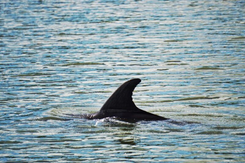 hilton-head-island-disappearing-island-and-dolphin-tour