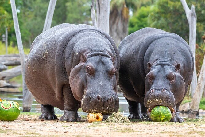 Hippo Experience at Werribee Open Range Zoo - excl. entry - Introduction