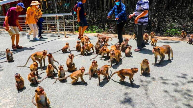 ho-chi-minh-city-can-gio-monkey-island-day-trip-with-lunch