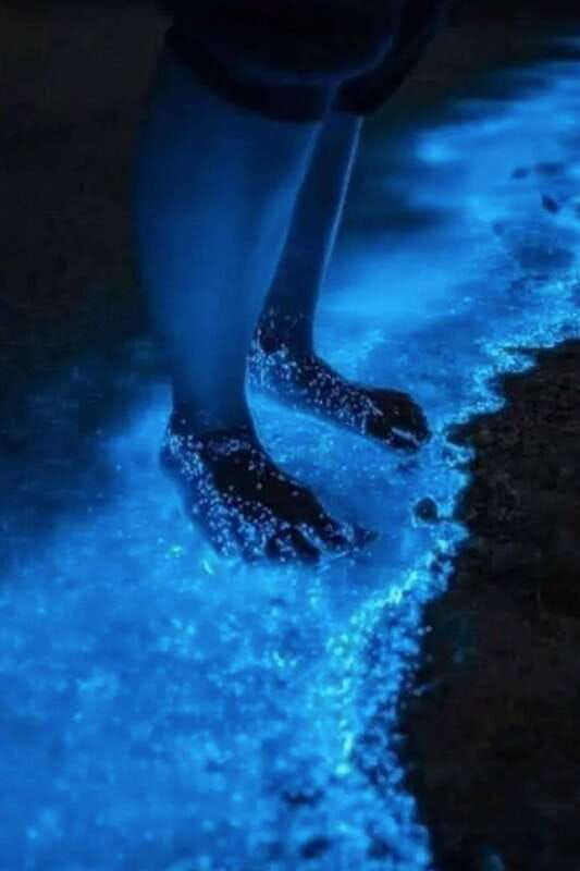holbox-guided-bioluminescence-kayaking-tour