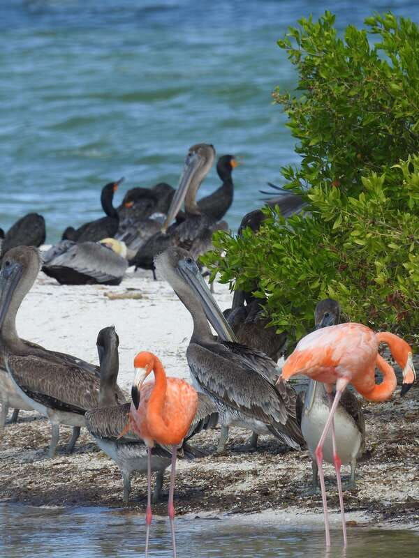 holbox-sunrise-kayak-tour-through-the-mangroves