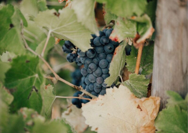 horse-back-riding-wine-tasting-in-ramatuelle