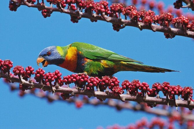 Hot Air Ballooning Tour from Northern Beaches near Cairns - Key Points