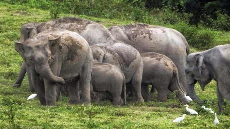 hua-hin-kui-buri-elephant-safari-tour-private-2-or-3-pax