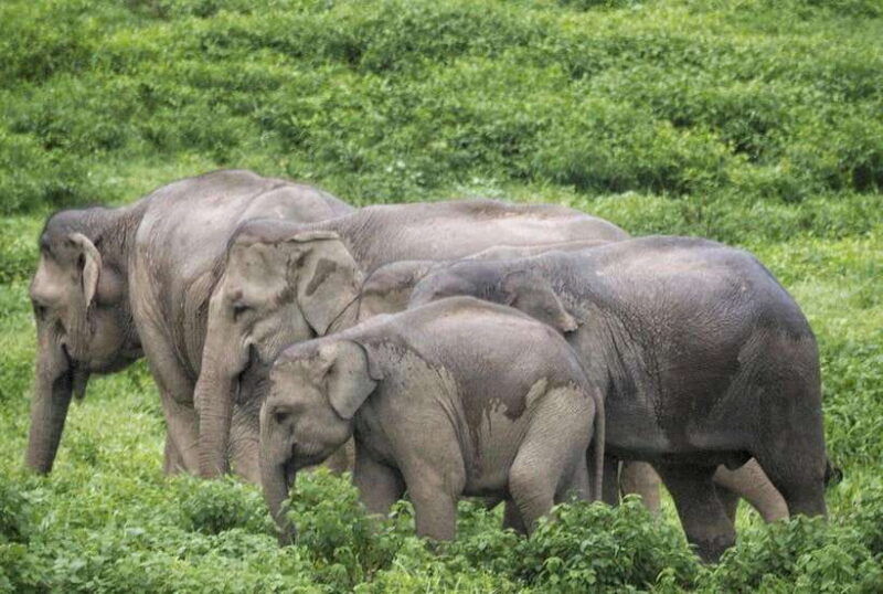 hua-hin-kui-buri-wild-elephant-watching-private-4-pax-up