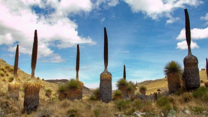 huaraz-nevado-pastoruri-puyas-raymondi-forest