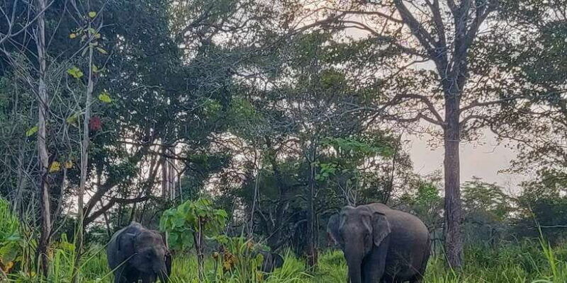 hurulu-eco-park-3-hour-morning-or-evening-safari