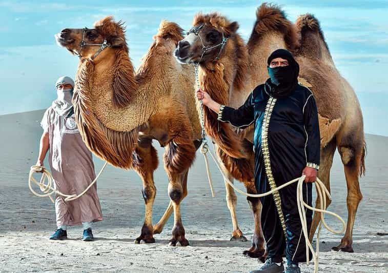 ica-dromedaries-swimming-pool-games-mini-farm