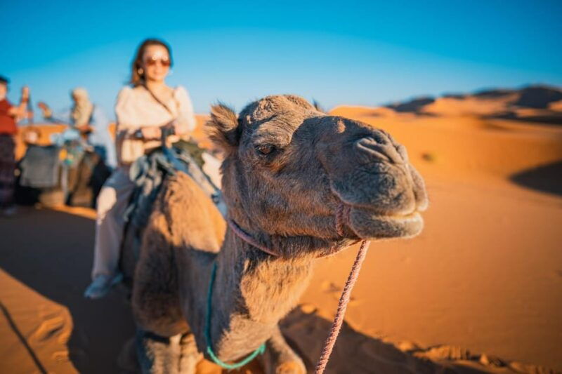 ica-huacachina-camel-ride-in-the-peruvian-desert