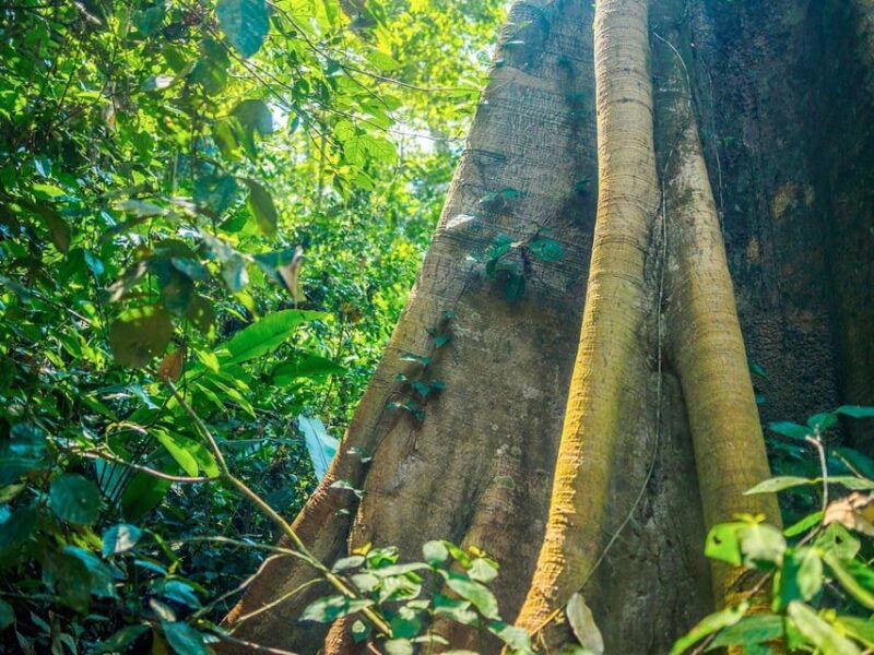 in-depth-amazon-experience-4-days-inside-rainforest