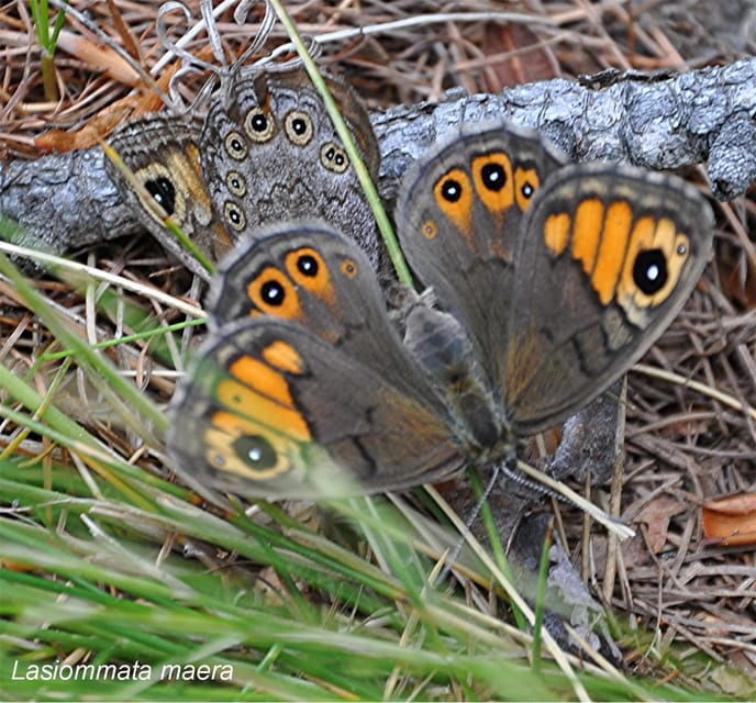 insects-and-other-fantastic-creatures