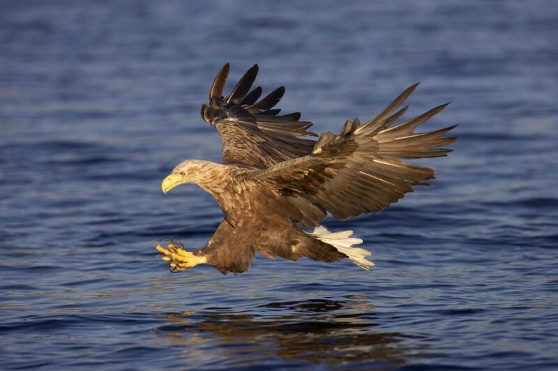 inverness-lochs-waterfalls-and-rewilding-experience