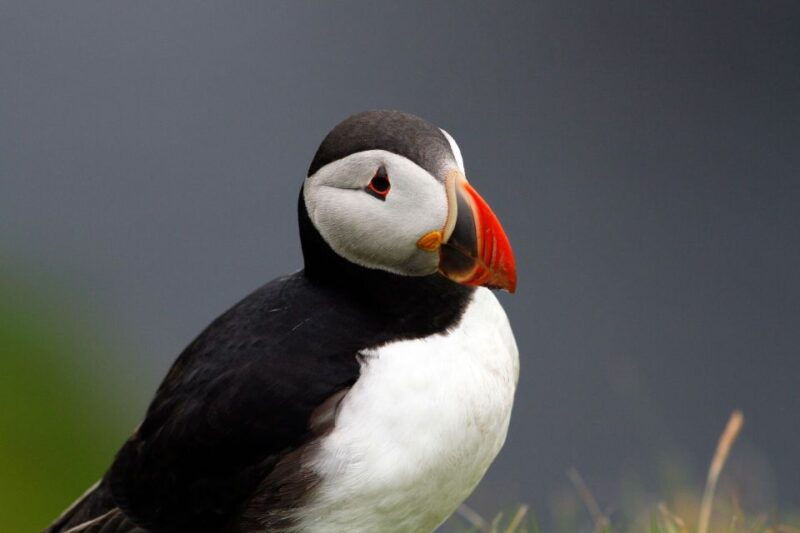 inverness-moray-coast-wildlife-and-speyside-whisky-tour
