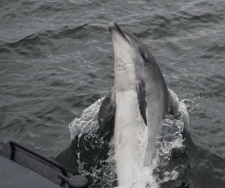 inverness-wildlife-watching-cruise-to-chanonry-point
