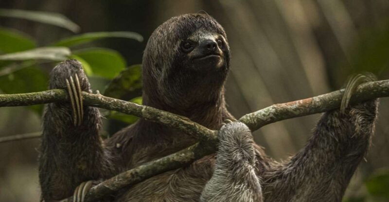 iquitos-2-days-and-1-night-guided-amazon-jungle-tour