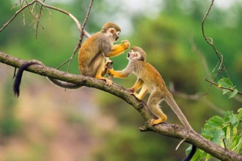 iquitos-amazon-jungle-in-2-days-adventure-and-expedition