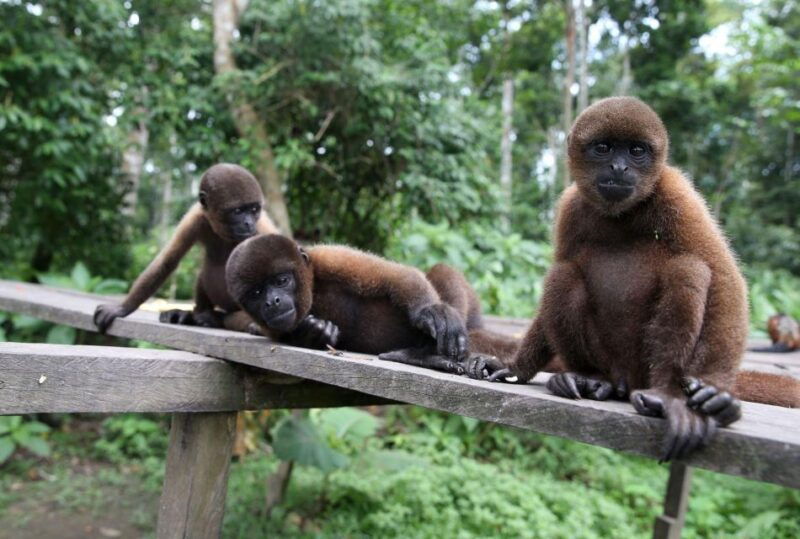 iquitos-full-day-excursion-to-monkey-island