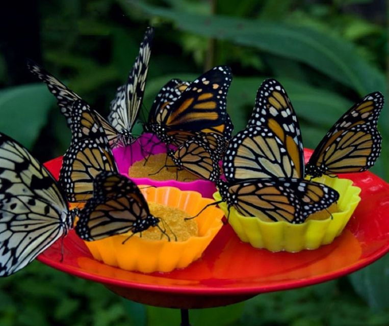 iquitos-pilpintuwasi-butterfly-farm-and-native-communities