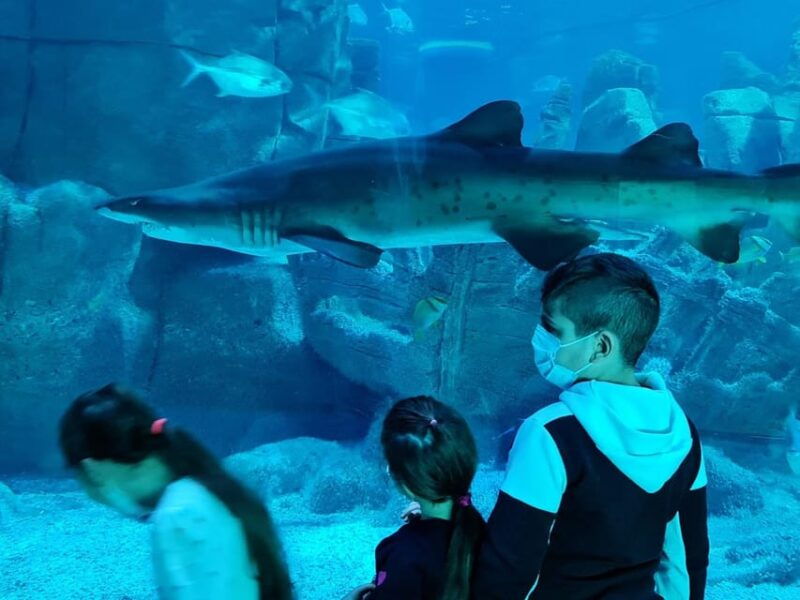 istanbul-aquarium-ticket-and-round-trip-shuttle-from-taksim