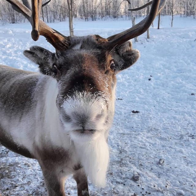 ivalo-private-snowmobile-safari-meetfeed-reindeers-lunch
