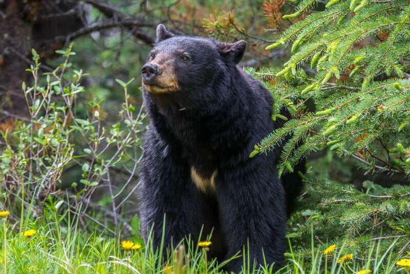 jasper-national-park-evening-or-morning-wildlife-watch-tour