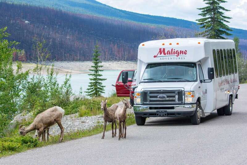 jasper-wildlife-and-waterfalls-tour-with-maligne-cruise