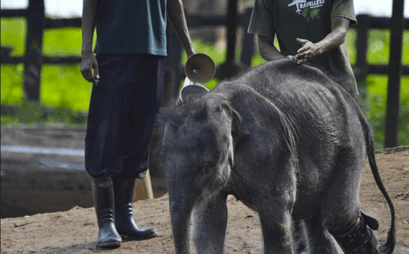 jeep-safari-to-udawalawa-national-park-from-colombo