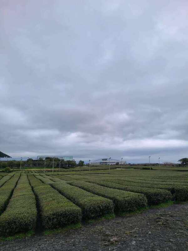 jeju-cherry-blossom-south-west-day-tour-with-hotel-pickup