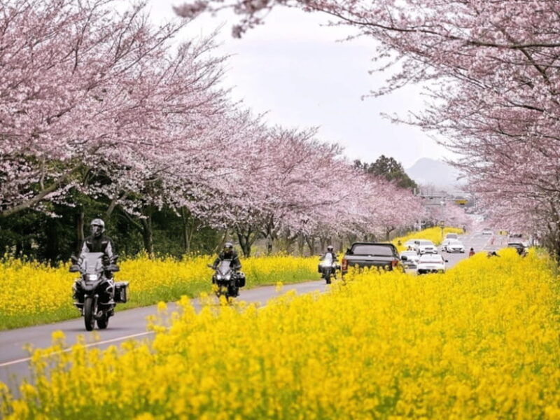 jeju-east-cherry-blossom-early-bird-tour-with-hotel-pickup