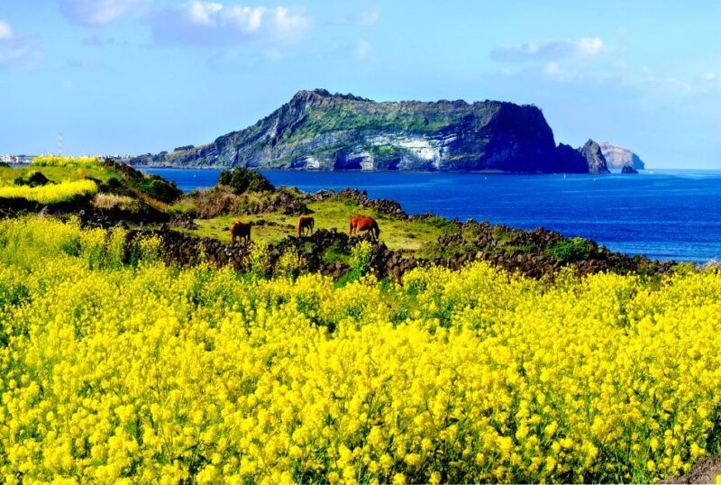 jeju-premium-small-group-unesco-day-tour-east